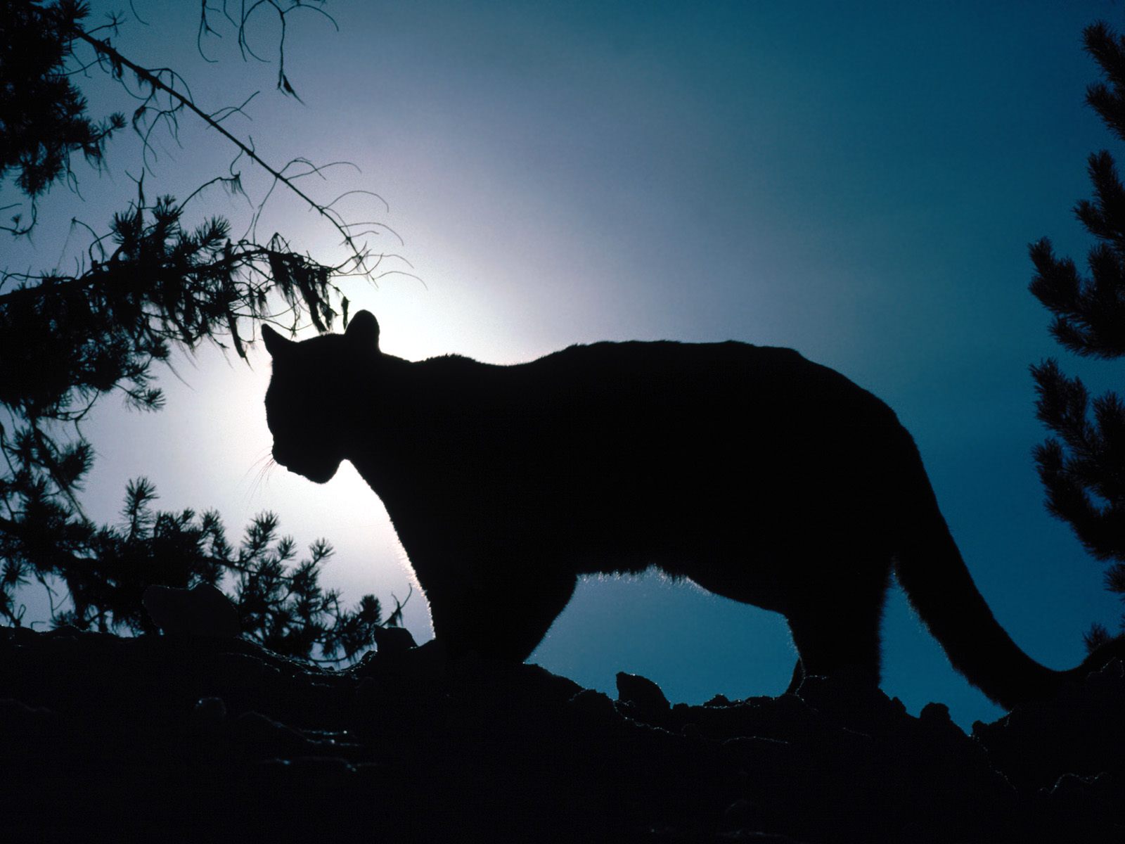 Новость политики - № 15